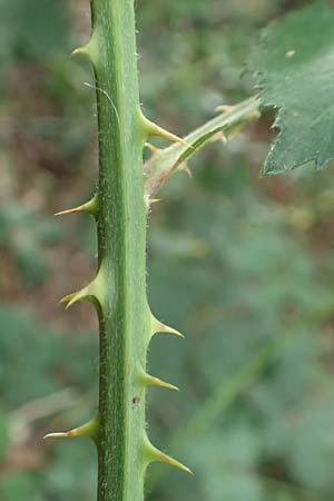 Rubus adspersus \ Hainbuchenbl�ttrige Brombeere / Beech-Leaved Bramble, D Wankumer Heide 27.7.2020