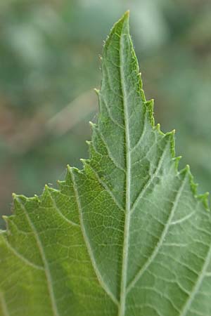 Rubus adspersus \ Hainbuchenbl�ttrige Brombeere / Beech-Leaved Bramble, D Wankumer Heide 27.7.2020