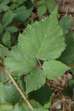 Rubus adspersus \ Hainbuchenbl�ttrige Brombeere / Beech-Leaved Bramble, D Wankumer Heide 27.7.2020
