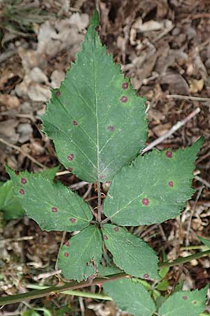 Rubus adspersus \ Hainbuchenbl�ttrige Brombeere / Beech-Leaved Bramble, D Wankumer Heide 27.7.2020
