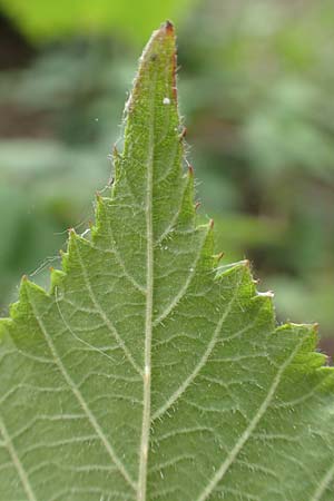 Rubus adspersus \ Hainbuchenbl�ttrige Brombeere / Beech-Leaved Bramble, D Wankumer Heide 27.7.2020