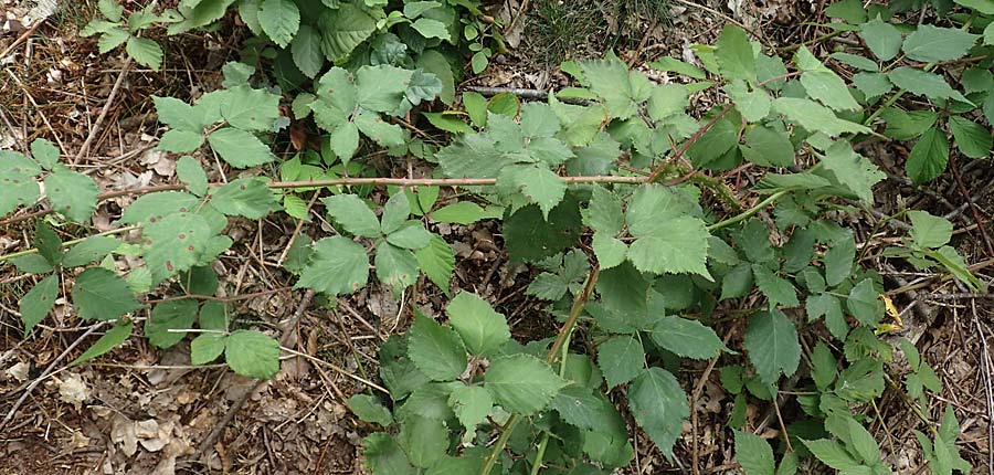 Rubus adspersus \ Hainbuchenbl�ttrige Brombeere / Beech-Leaved Bramble, D Wankumer Heide 27.7.2020