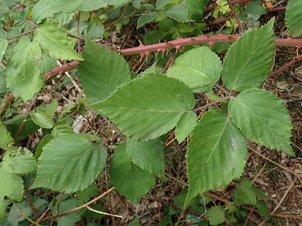 Rubus adspersus \ Hainbuchenbl�ttrige Brombeere / Beech-Leaved Bramble, D Wankumer Heide 27.7.2020