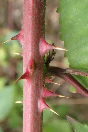 Rubus adspersus \ Hainbuchenbl�ttrige Brombeere / Beech-Leaved Bramble, D Wankumer Heide 27.7.2020