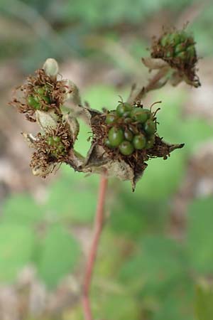 Rubus adspersus \ Hainbuchenbl�ttrige Brombeere / Beech-Leaved Bramble, D Wankumer Heide 27.7.2020