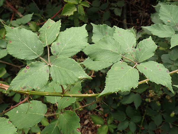 Rubus adspersus \ Hainbuchenbl�ttrige Brombeere / Beech-Leaved Bramble, D Wankumer Heide 27.7.2020