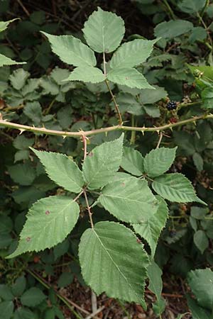 Rubus adspersus \ Hainbuchenbl�ttrige Brombeere / Beech-Leaved Bramble, D Wankumer Heide 27.7.2020