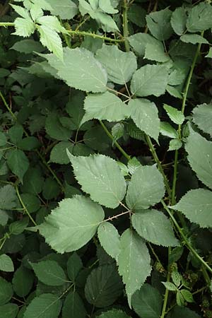 Rubus adspersus \ Hainbuchenbl�ttrige Brombeere / Beech-Leaved Bramble, D Wankumer Heide 27.7.2020