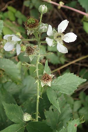 Rubus adspersus \ Hainbuchenbl�ttrige Brombeere / Beech-Leaved Bramble, D Wankumer Heide 27.7.2020
