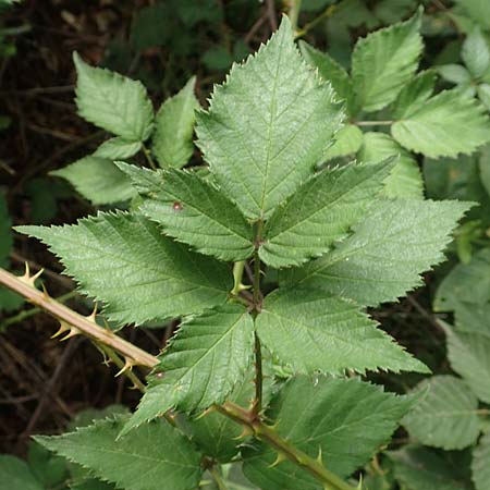 Rubus adspersus \ Hainbuchenbl�ttrige Brombeere / Beech-Leaved Bramble, D Wankumer Heide 27.7.2020