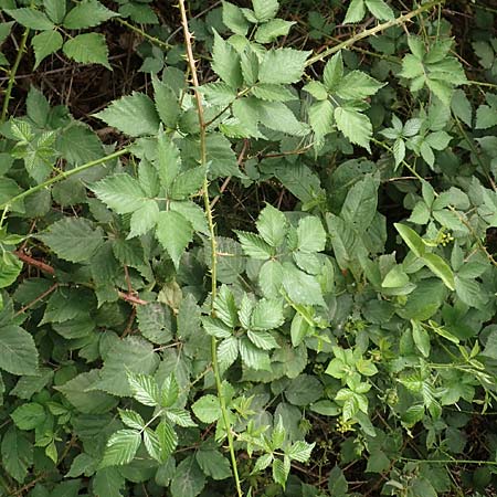 Rubus adspersus \ Hainbuchenbl�ttrige Brombeere / Beech-Leaved Bramble, D Wankumer Heide 27.7.2020