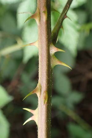 Rubus adspersus \ Hainbuchenbl�ttrige Brombeere / Beech-Leaved Bramble, D Wankumer Heide 27.7.2020
