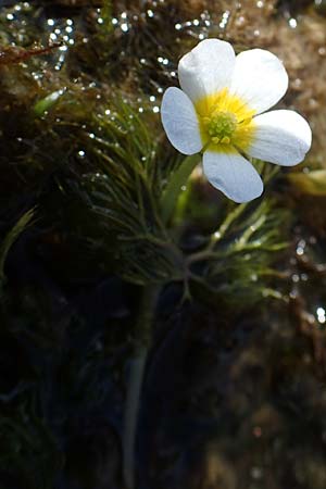 Ranunculus circinatus ? \ Spreizender Wasser-Hahnenfu� / Fan-Leaved Water Crowfoot, D Schutterwald 27.4.2021