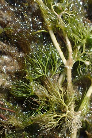 Ranunculus circinatus ? \ Spreizender Wasser-Hahnenfu� / Fan-Leaved Water Crowfoot, D Schutterwald 27.4.2021