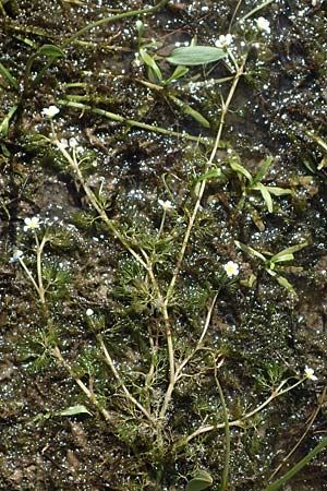 Ranunculus circinatus ? \ Spreizender Wasser-Hahnenfu� / Fan-Leaved Water Crowfoot, D Schutterwald 27.4.2021