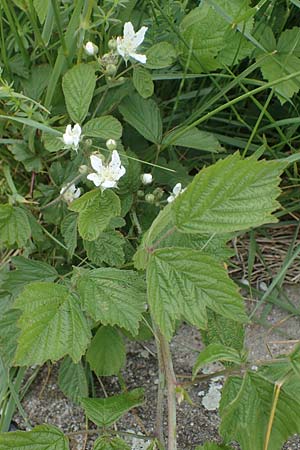 Rubus caesius \ Kratzbeere / Dewberry, D Mannheim 22.5.2021