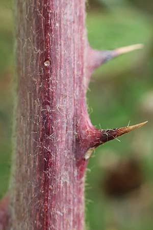 Rubus nemorosus \ Hain-Haselblatt-Brombeere / Wood Bramble, D Hohwacht 13.9.2021