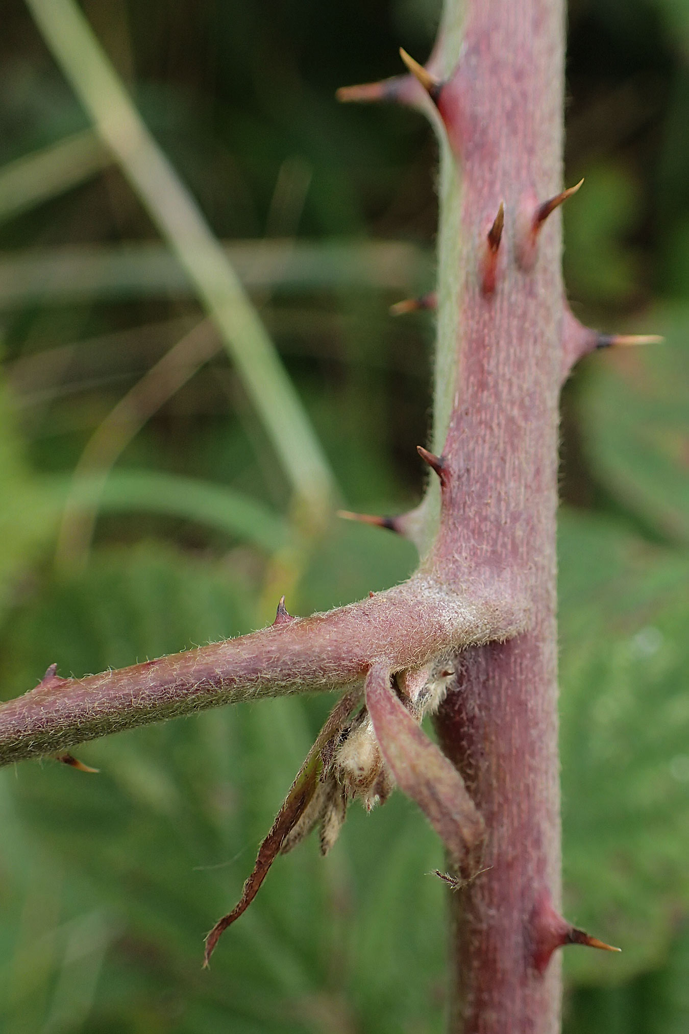 Rubus nemorosus \ Hain-Haselblatt-Brombeere / Wood Bramble, D Hohwacht 13.9.2021
