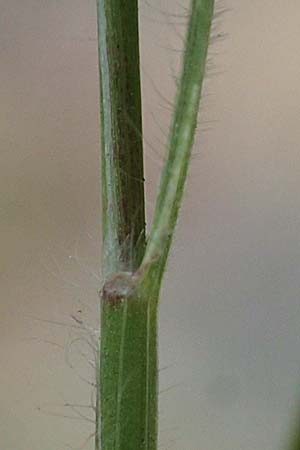 Rostraria cristata \ Echtes B�schelgras / Mediterranean Hair Grass, D Frankfurt-Alt Niederursel 30.6.2023