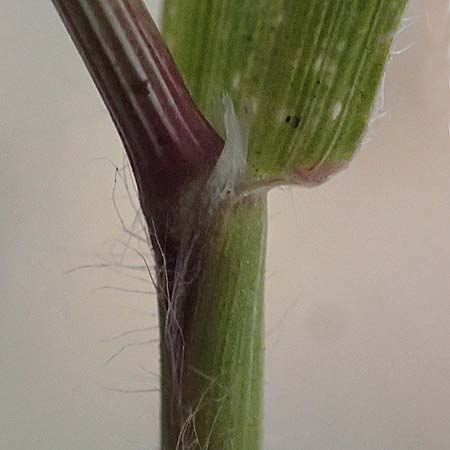 Rostraria cristata \ Echtes B�schelgras / Mediterranean Hair Grass, D Frankfurt-Alt Niederursel 30.6.2023