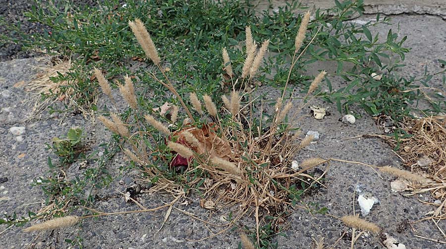 Rostraria cristata \ Echtes B�schelgras / Mediterranean Hair Grass, D Frankfurt-Alt Niederursel 30.6.2023