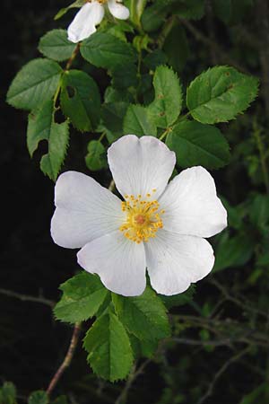 Rosa deseglisei \ Deseglises Hecken-Rose / Deseglise's Rose, D Wurmlingen 3.6.2015