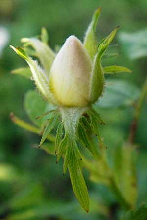 Rosa deseglisei \ Deseglises Hecken-Rose / Deseglise's Rose, D Wurmlingen 3.6.2015