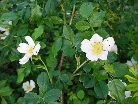 Rosa deseglisei \ Deseglises Hecken-Rose / Deseglise's Rose, D Wurmlingen 3.6.2015