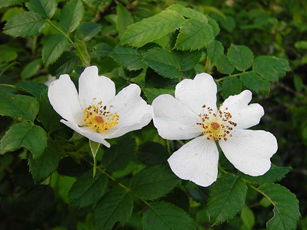Rosa deseglisei \ Deseglises Hecken-Rose / Deseglise's Rose, D Wurmlingen 3.6.2015
