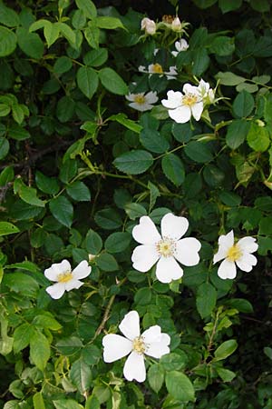Rosa deseglisei \ Deseglises Hecken-Rose / Deseglise's Rose, D Wurmlingen 3.6.2015