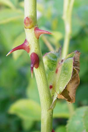 Rosa deseglisei \ Deseglises Hecken-Rose / Deseglise's Rose, D Wurmlingen 3.6.2015