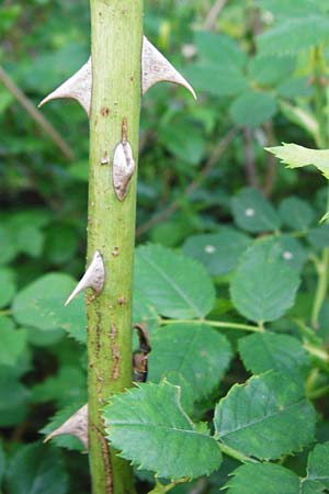 Rosa deseglisei \ Deseglises Hecken-Rose / Deseglise's Rose, D Wurmlingen 3.6.2015