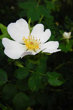 Rosa deseglisei \ Deseglises Hecken-Rose / Deseglise's Rose, D Wurmlingen 3.6.2015