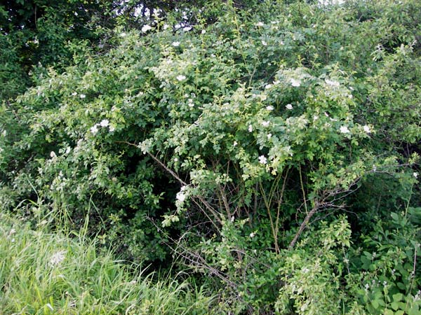 Rosa deseglisei \ Deseglises Hecken-Rose / Deseglise's Rose, D Wurmlingen 3.6.2015