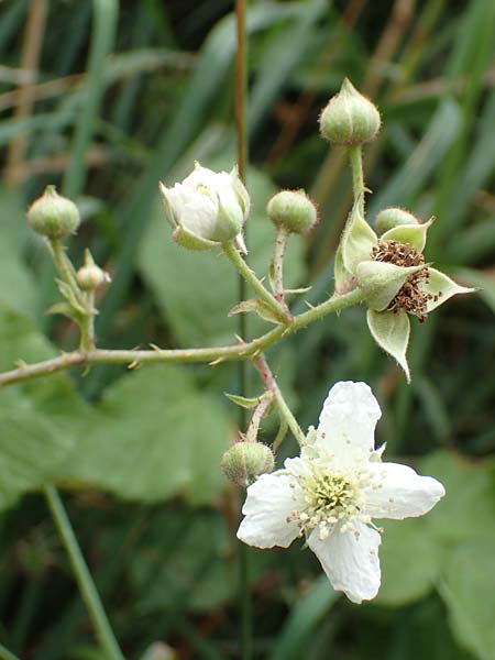Rubus durospinosus \ Hartstachelige Haselblatt-Brombeere / Hard Spinous Bramble, D Odenwald, M&ouml;rlenbach 5.7.2018