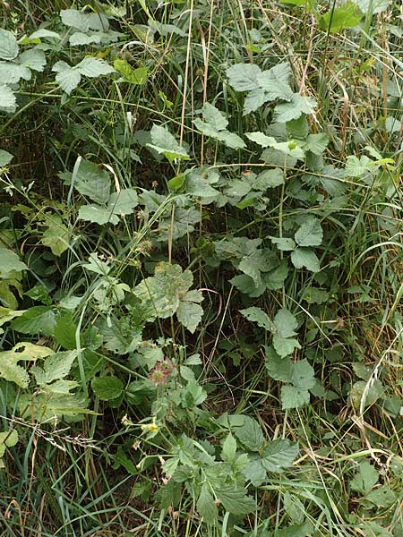 Rubus durospinosus \ Hartstachelige Haselblatt-Brombeere / Hard Spinous Bramble, D Odenwald, M&ouml;rlenbach 5.7.2018