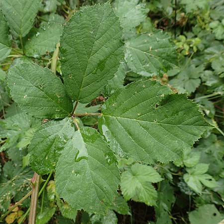 Rubus devitatus \ Gemiedene Brombeere / Shunned Bramble, D Odenwald, M&ouml;rlenbach 5.7.2018