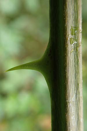 Rubus devitatus \ Gemiedene Brombeere / Shunned Bramble, D Odenwald, M&ouml;rlenbach 5.7.2018