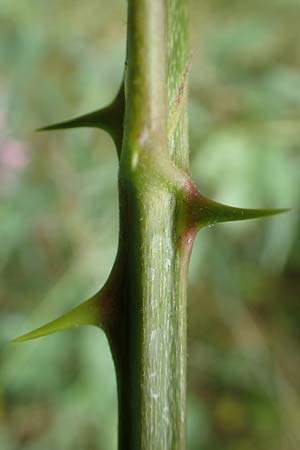 Rubus devitatus \ Gemiedene Brombeere / Shunned Bramble, D Odenwald, M&ouml;rlenbach 5.7.2018