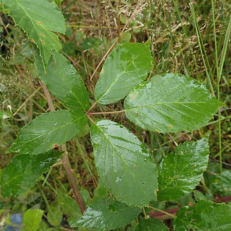 Rubus procerus \ Robuste Brombeere / Himalayan Bramble, D Odenwald, M&ouml;rlenbach 5.7.2018