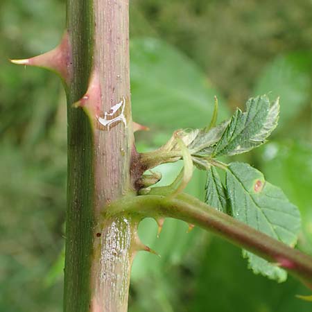 Rubus procerus \ Robuste Brombeere / Himalayan Bramble, D Odenwald, M&ouml;rlenbach 5.7.2018