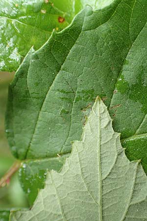 Rubus procerus \ Robuste Brombeere / Himalayan Bramble, D Odenwald, M&ouml;rlenbach 5.7.2018