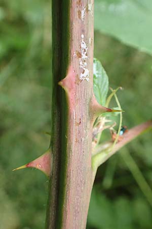 Rubus procerus \ Robuste Brombeere / Himalayan Bramble, D Odenwald, M&ouml;rlenbach 5.7.2018