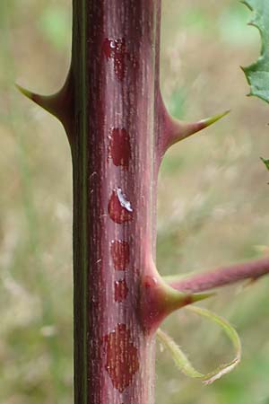 Rubus devitatus \ Gemiedene Brombeere / Shunned Bramble, D Odenwald, M&ouml;rlenbach 5.7.2018