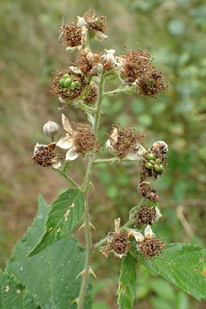 Rubus devitatus \ Gemiedene Brombeere / Shunned Bramble, D Odenwald, M&ouml;rlenbach 5.7.2018