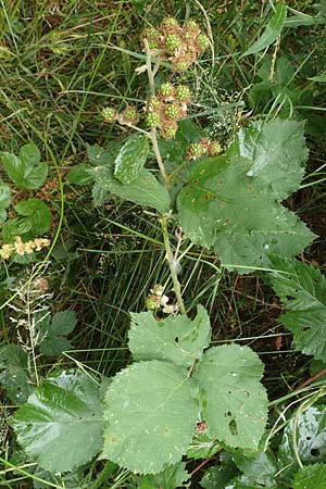 Rubus devitatus \ Gemiedene Brombeere / Shunned Bramble, D Odenwald, M&ouml;rlenbach 5.7.2018
