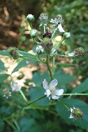 Rubus divaricatus \ Sparrige Brombeere, Auseinandergezogene Brombeere / Spreading Bramble, D Frankfurt-Oberrad 22.6.2019