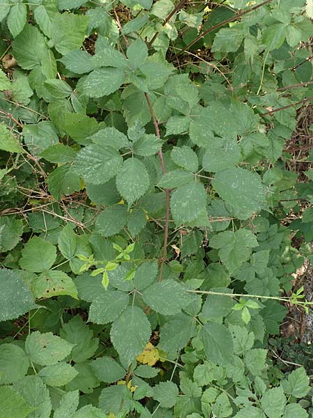 Rubus fruticosus agg. \ Brombeere / Bramble, Blackberry, D Herne 27.7.2019