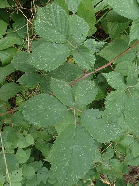 Rubus fruticosus agg. \ Brombeere / Bramble, Blackberry, D Herne 27.7.2019