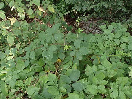 Rubus fruticosus agg. \ Brombeere / Bramble, Blackberry, D Herne 27.7.2019